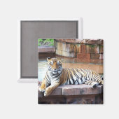 Aimant Tigre (Recto/Verso)