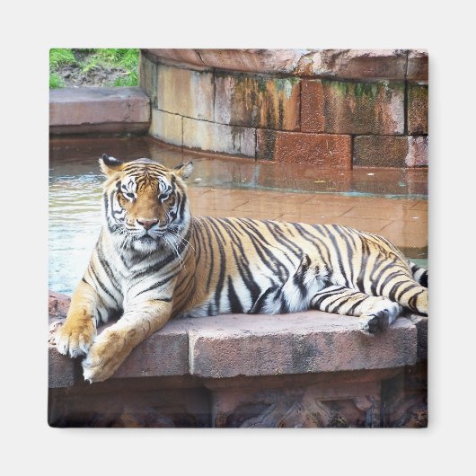 Aimant Tigre (Devant)