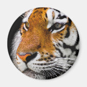 Aimant Tigre (Devant)