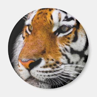 Aimant Tigre