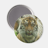Aimant Tigre (Recto/Verso)