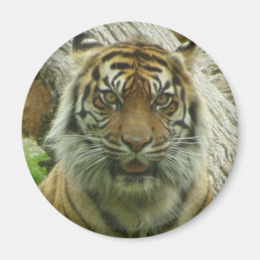 Aimant Tigre (Devant)