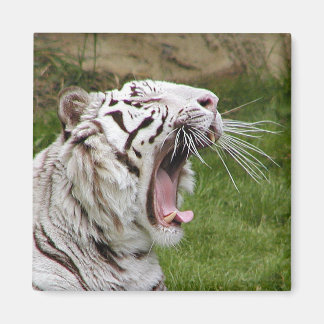 Aimant tigre