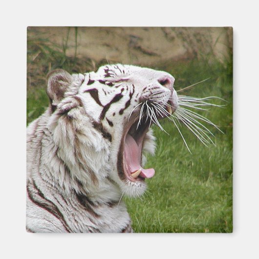 Aimant tigre (Devant)