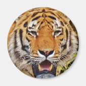 Aimant Tigre (Devant)