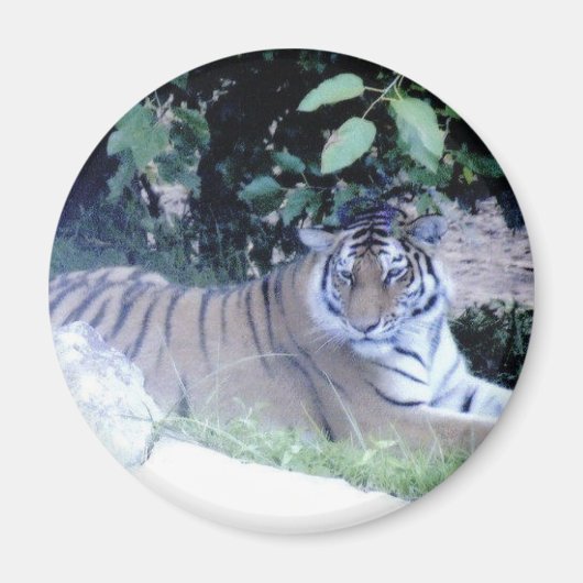 Aimant tigre (Devant)