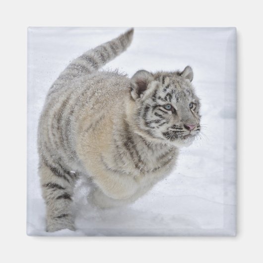 Aimant Tigre à neige (Devant)