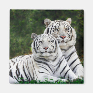Aimant Tigre à neige