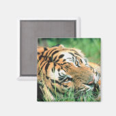 Aimant Tigre allongé dans l'herbe (Recto/Verso)