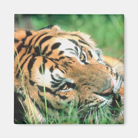 Aimant Tigre allongé dans l'herbe (Devant)