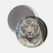 Aimant Tigre blanc (Recto/Verso)