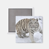 Aimant Tigre blanc (Recto/Verso)