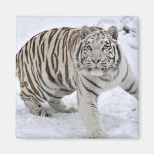 Aimant Tigre blanc