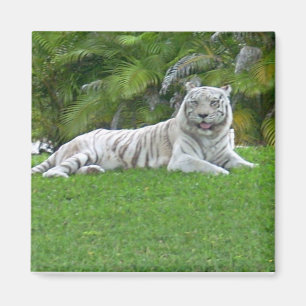 Aimant Tigre blanc se reposant dans l'herbe verte ensolei