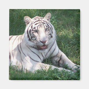 Aimant Tigre blanc sur l'image verticale de cadre d'herbe