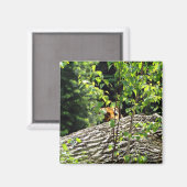 Aimant Tigre Cache-Cache (Recto/Verso)