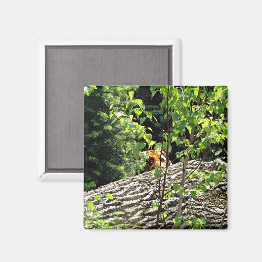 Aimant Tigre Cache-Cache (Recto/Verso)