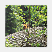 Aimant Tigre Cache-Cache (Devant)