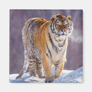 Aimant Tigre de Sibérie dans la neige, Chine