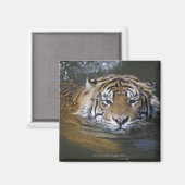 Aimant Tigre de Sumatra, Panthera tigris sumatrae (Recto/Verso)