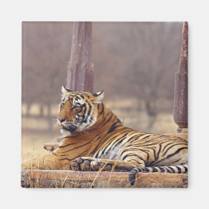 Aimant Tigre du Bengale royal au cénotaphe,
