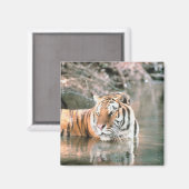 Aimant Tigre en cours d'eau (Recto/Verso)