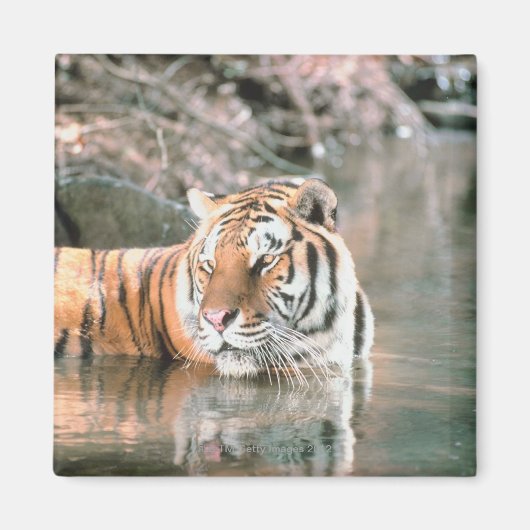 Aimant Tigre en cours d'eau (Devant)
