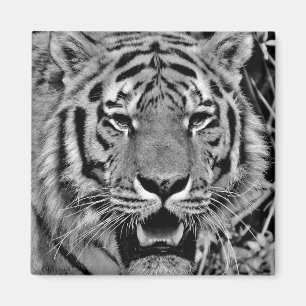 Aimant Tigre noir et blanc