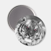 Aimant Tigre observé par rose (Recto/Verso)