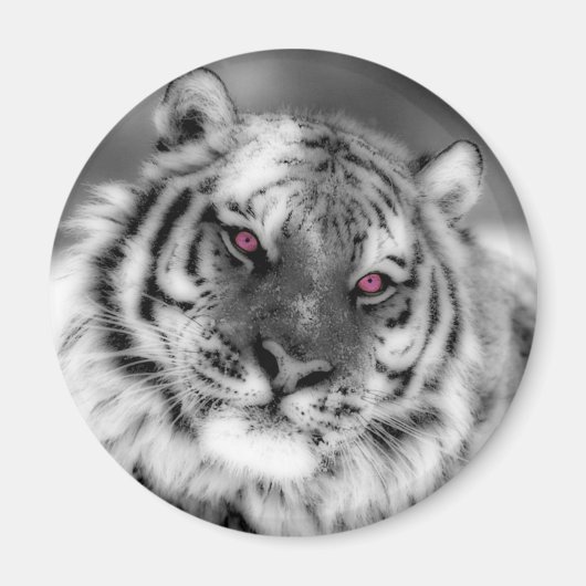 Aimant Tigre observé par rose (Devant)