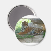 Aimant Tigre, Royal Bengal Tiger (Recto/Verso)