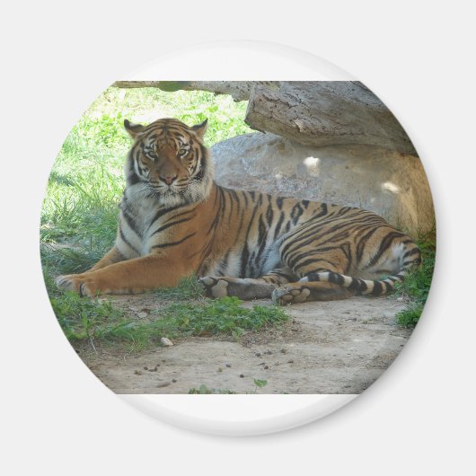 Aimant Tigre, Royal Bengal Tiger (Devant)