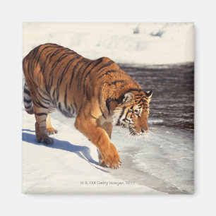 Aimant Tigre sibérien