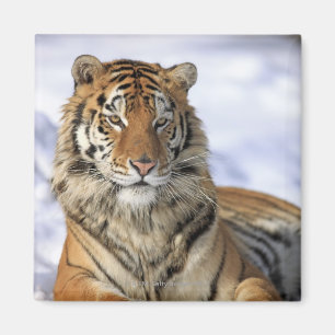 Aimant Tigre sibérien, altaica du Tigre de Panthera,