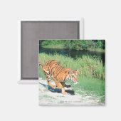 Aimant Tigre sur le chemin (Recto/Verso)