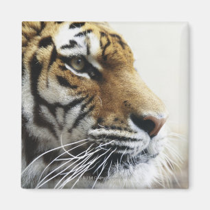 Aimant Tigre. Zoo d'Asahiyama, Hokkaido, Japon