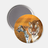 Aimant Tigres (Recto/Verso)