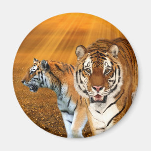 Aimant Tigres