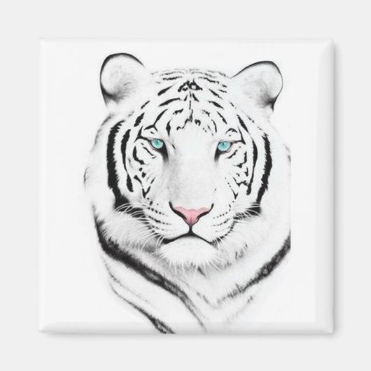 Aimant Tigres blancs de Sibérie (Devant)