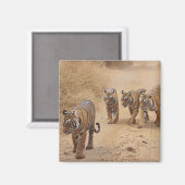 Aimant Tigres du Bengale (Recto/Verso)