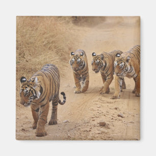 Aimant Tigres du Bengale