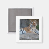 Aimant Tigres du Bengale (Recto/Verso)