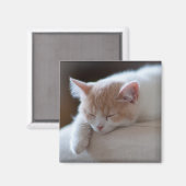 Aimant Tired Beige et White Kitten (Recto/Verso)