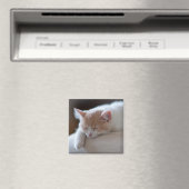 Aimant Tired Beige et White Kitten (In Situ (Lave-vaisselle))