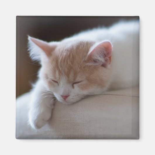 Aimant Tired Beige et White Kitten (Devant)