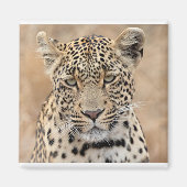 Aimant Tlalamaba Princesse de Djume (Devant)