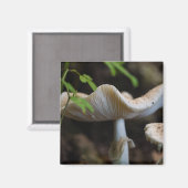 Aimant Toadstool parapluie (Recto/Verso)