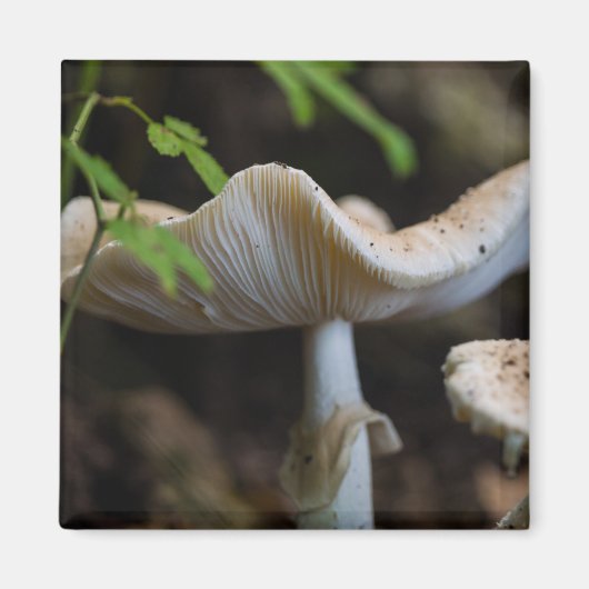 Aimant Toadstool parapluie (Devant)