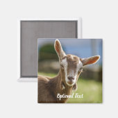 Aimant Toggenburg Dairy Goût Kid (Recto/Verso)