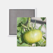 Aimant Tomate mûrissant dans un verger (Recto/Verso)